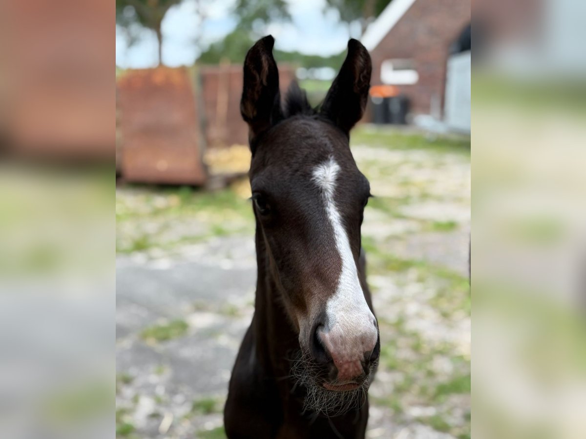 Koń hanowerski Ogier Źrebak (05/2025) 170 cm Ciemnogniada in Friedeburg