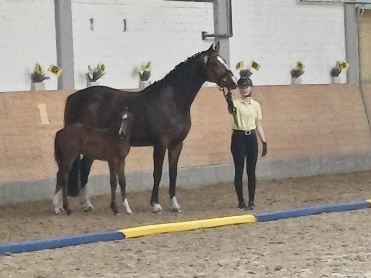 Koń hanowerski Ogier  170 cm Jasnogniada in Schlitz