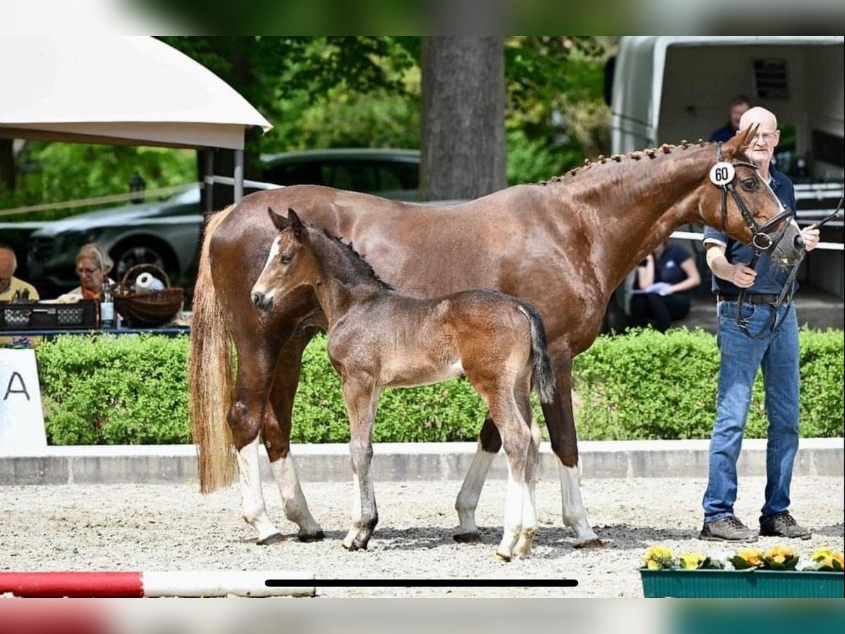 Koń hanowerski Ogier Źrebak (04/2024) 175 cm Gniada in Regesbostel