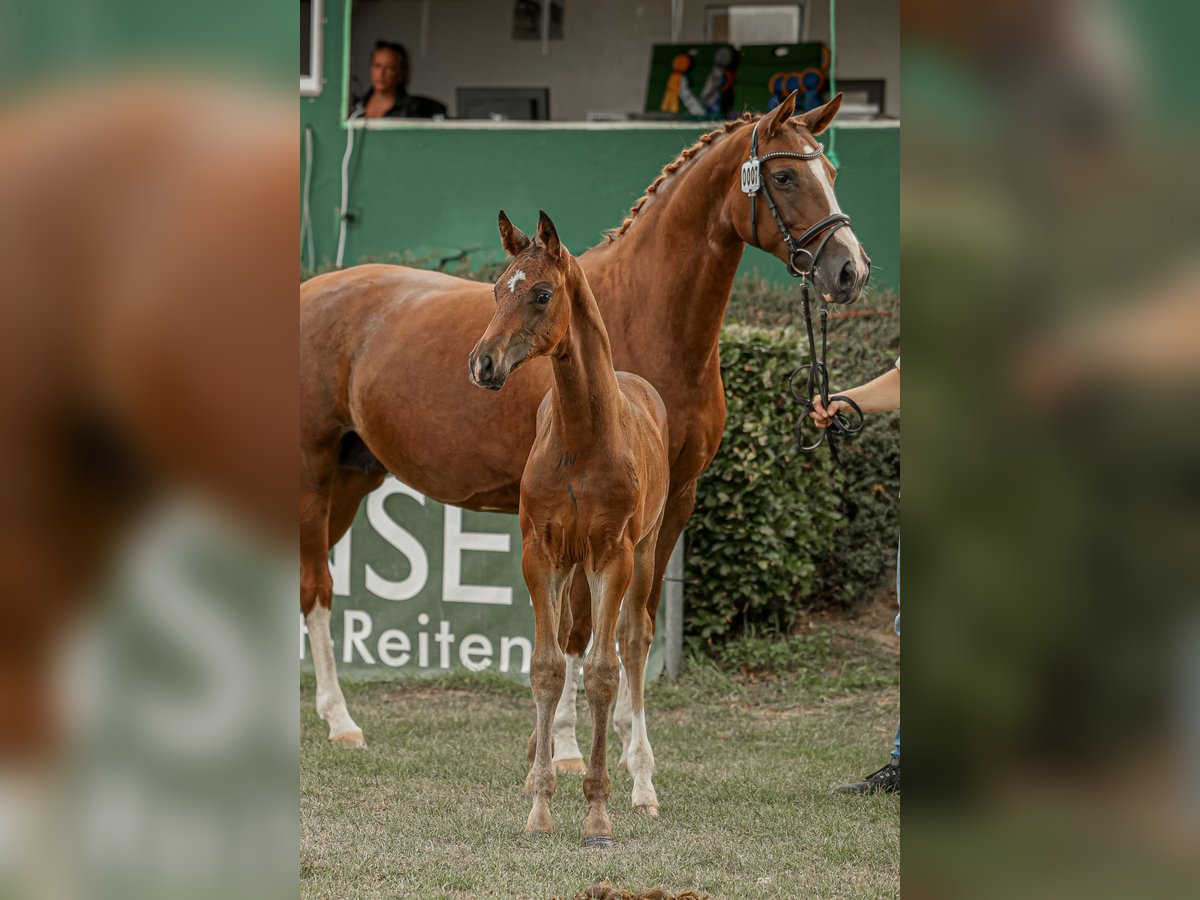Koń hanowerski Ogier  Gniada in Regesbostel