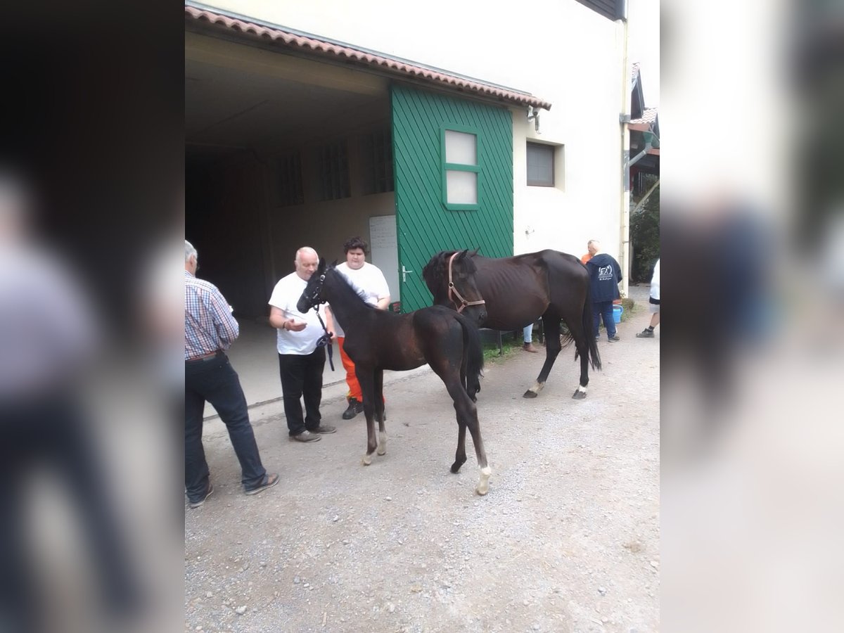 Koń hanowerski Ogier Źrebak (06/2025) Może być siwy in Heidenrod
