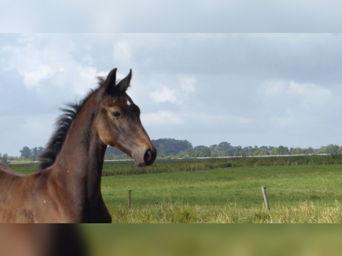 Koń hanowerski Ogier Źrebak (05/2024) Siwa jabłkowita in Otterndorf