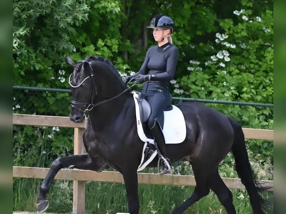 Koń hanowerski Wałach 10 lat 161 cm Kara in Stuttgart Stuttgart-Mitte