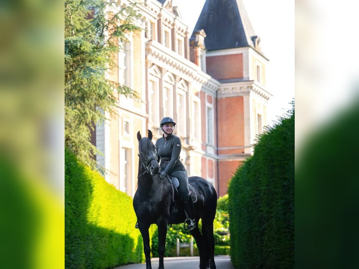 Koń hanowerski Wałach 10 lat 171 cm Kara in Wiesbaden Koń hanowerski Wałach 10 lat 171 cm Kara in Wiesbaden