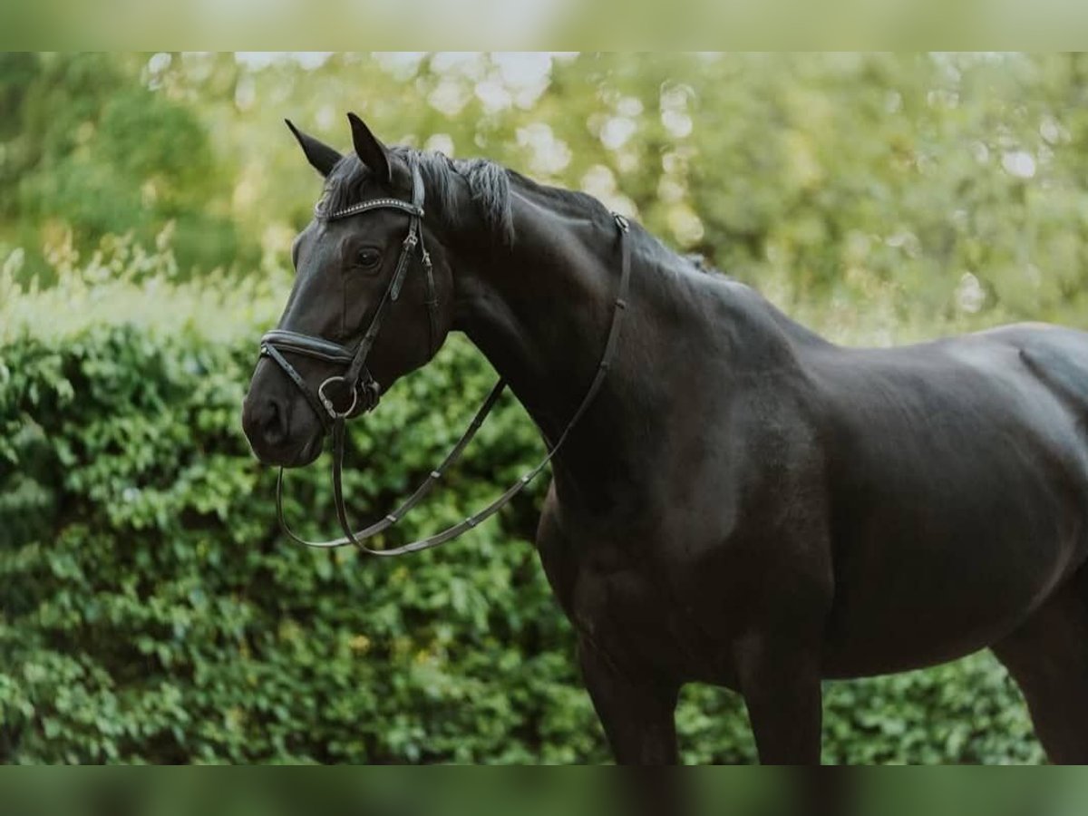 Koń hanowerski Wałach 10 lat 171 cm Kara in Dortmund