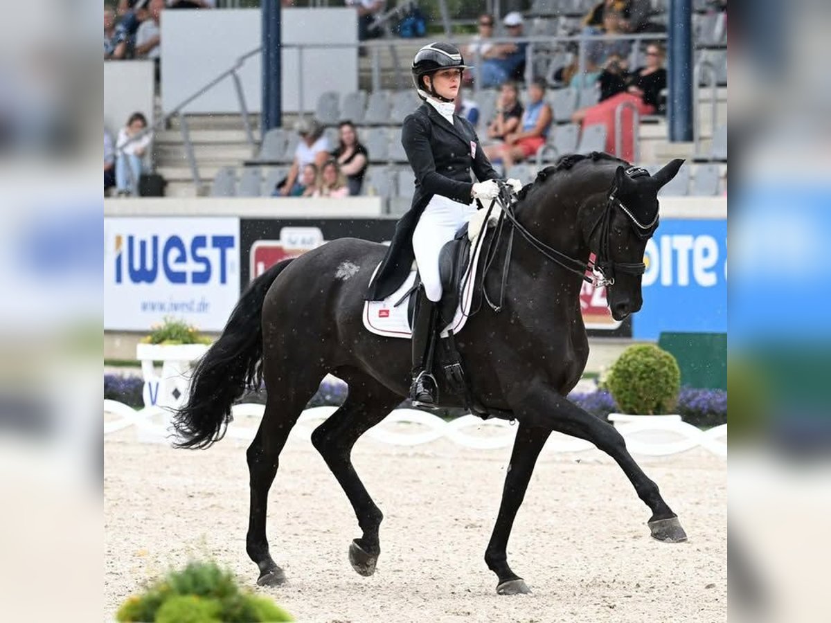 Koń hanowerski Wałach 10 lat 172 cm Kara in Oss