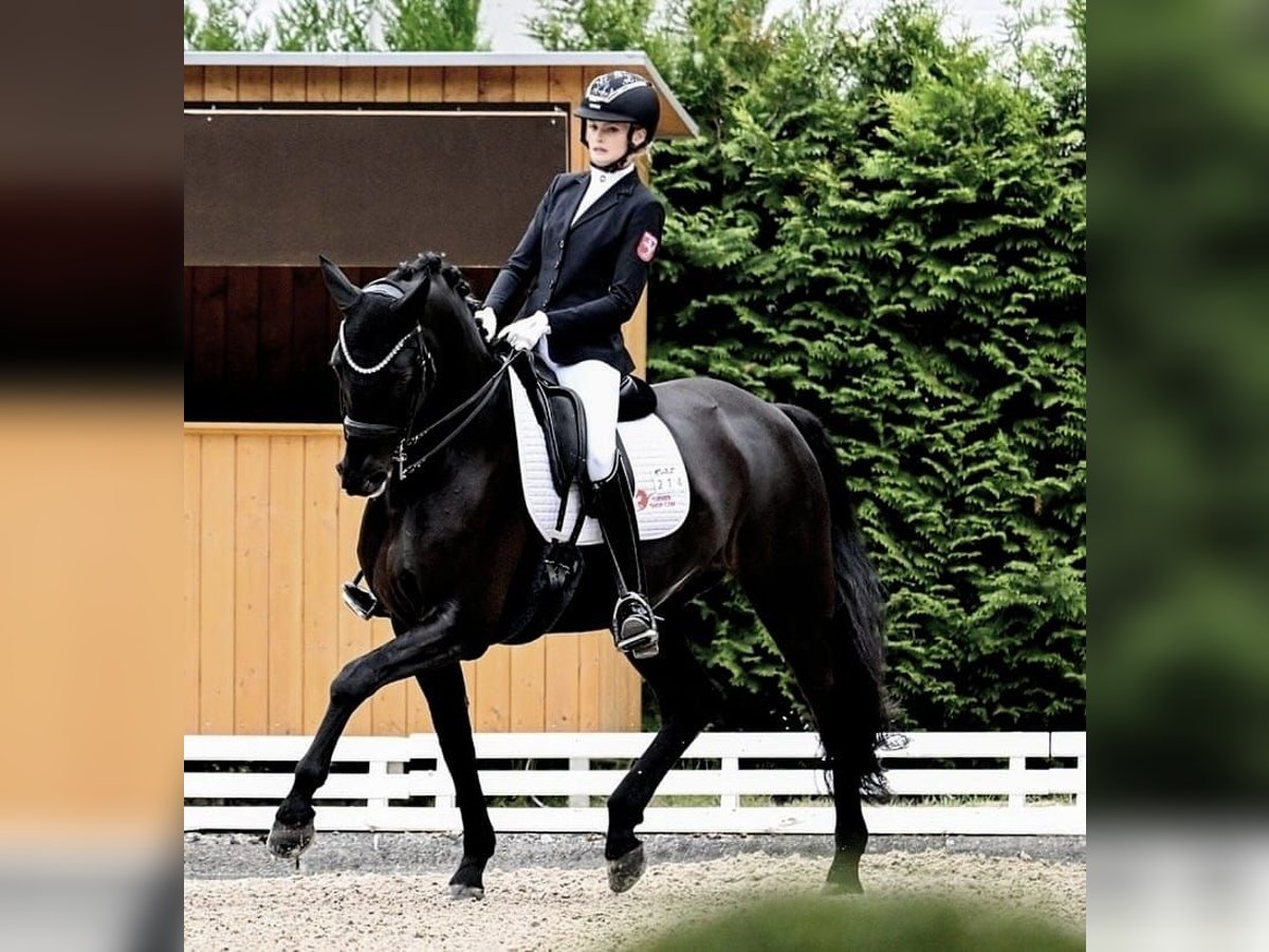 Koń hanowerski Wałach 10 lat 173 cm Kara in Rotterdam