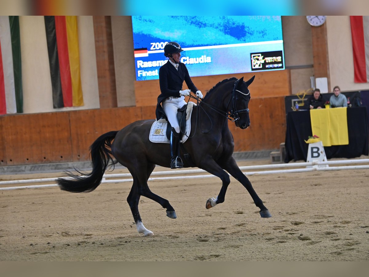 Koń hanowerski Wałach 10 lat 175 cm Kara in Freiensteinau