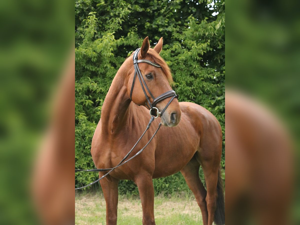 Koń hanowerski Wałach 11 lat 170 cm Kasztanowata in Springe