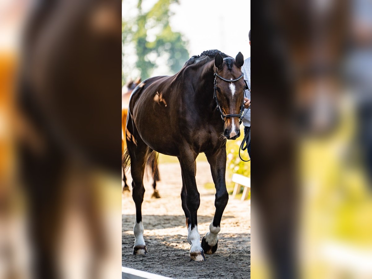 Koń hanowerski Wałach 12 lat 170 cm Gniada in Suhlendorf