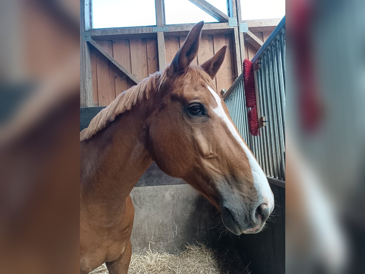 Koń hanowerski Wałach 14 lat 180 cm Kasztanowata in Freystadt