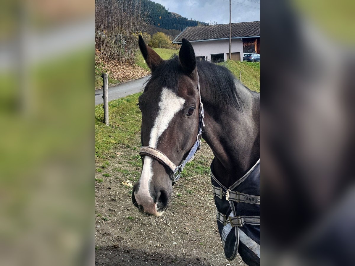 Koń hanowerski Wałach 14 lat Gniada in Piesendorf