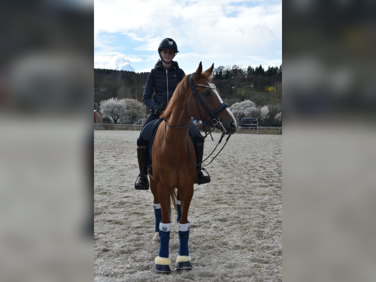 Koń hanowerski Wałach 17 lat 170 cm Kasztanowata in Oschatz