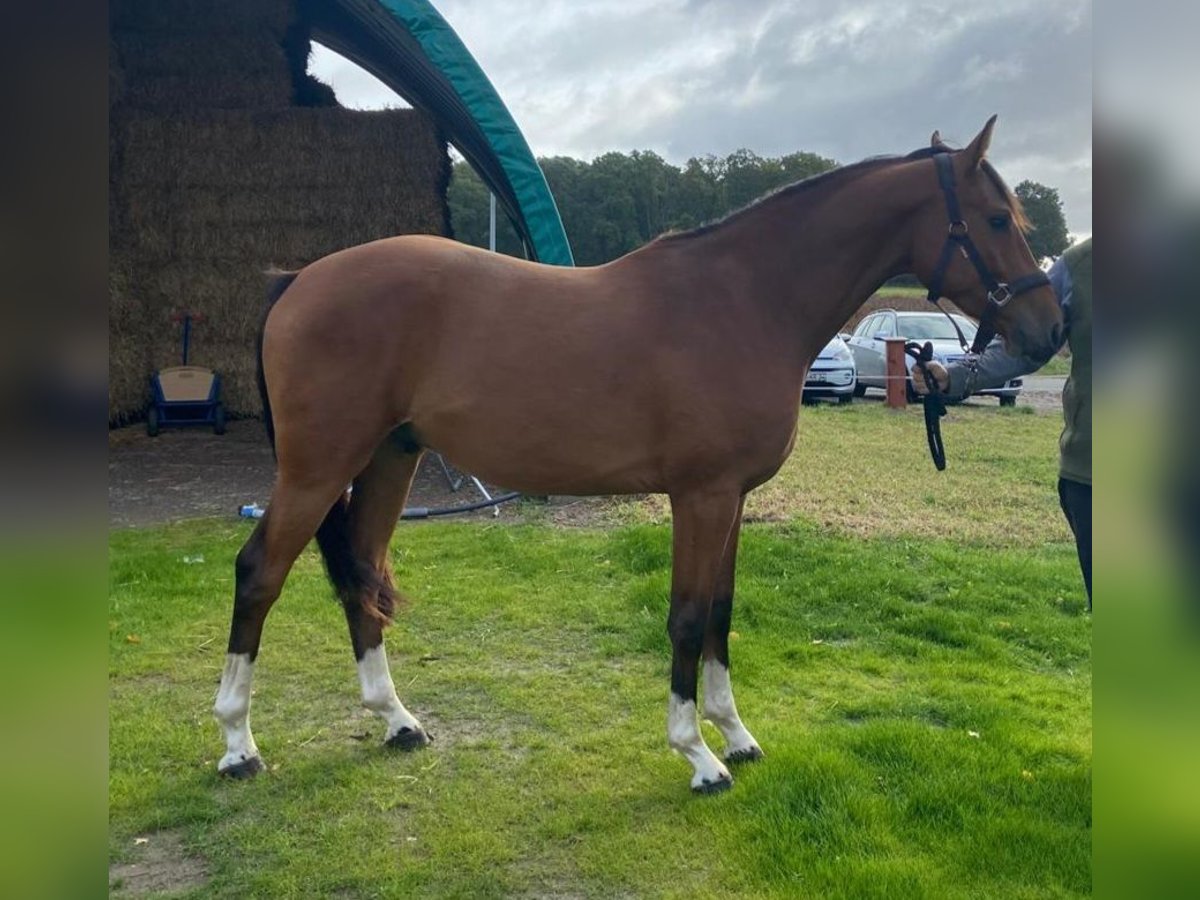 Koń hanowerski Wałach 2 lat 154 cm Gniada in Zernien