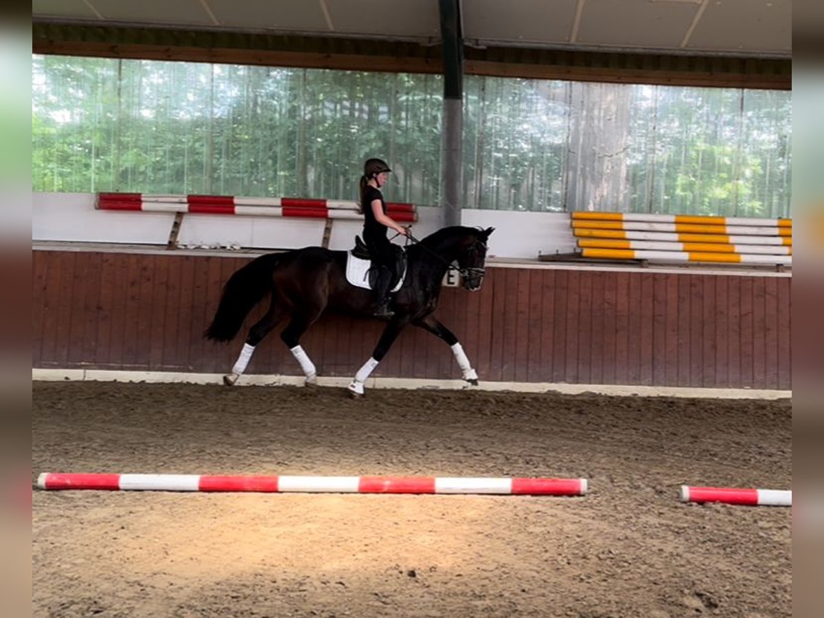 Koń hanowerski Wałach 3 lat 165 cm Skarogniada in Rethem