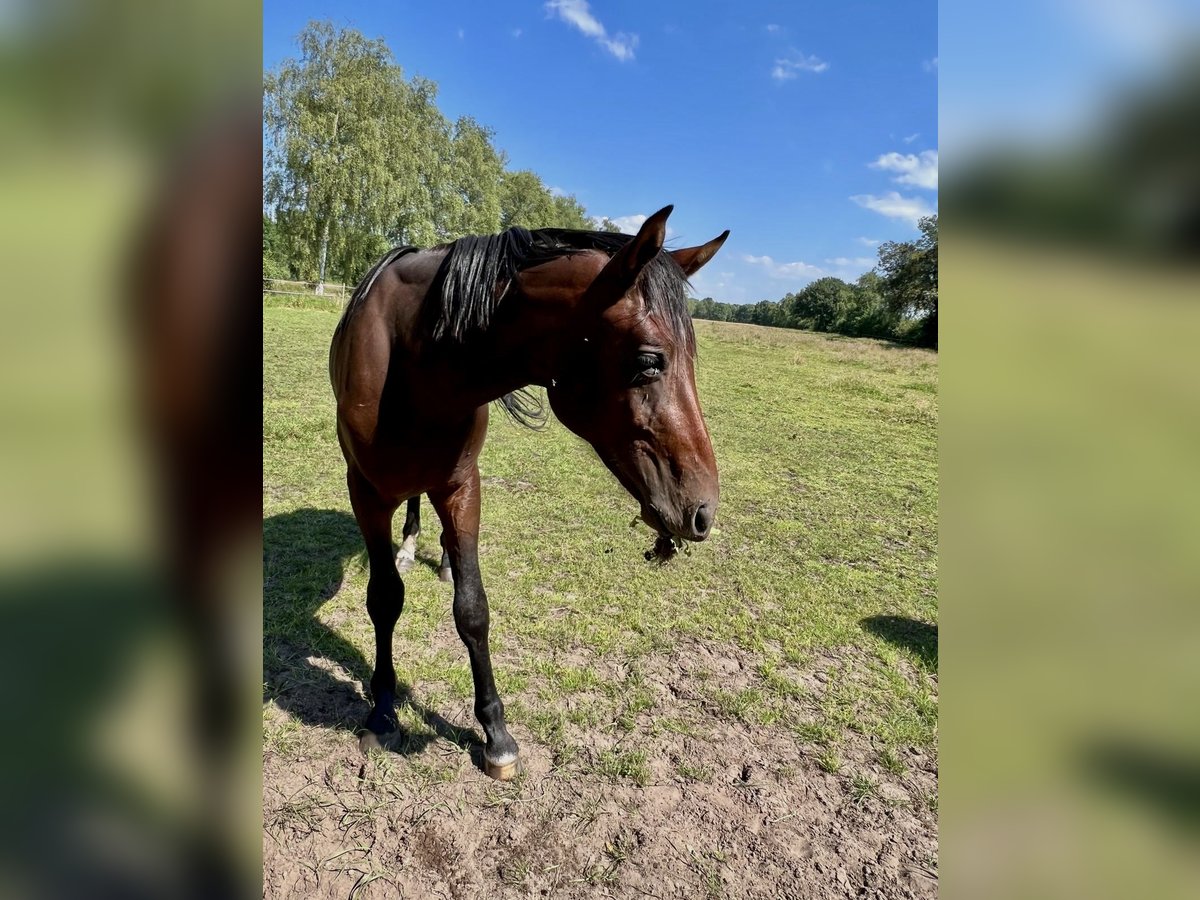 Koń hanowerski Wałach 3 lat 172 cm Ciemnogniada in Worpswede