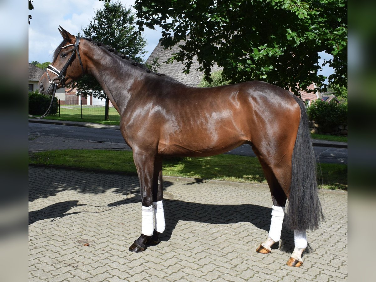 Koń hanowerski Wałach 3 lat 172 cm Gniada in Fredenbeck