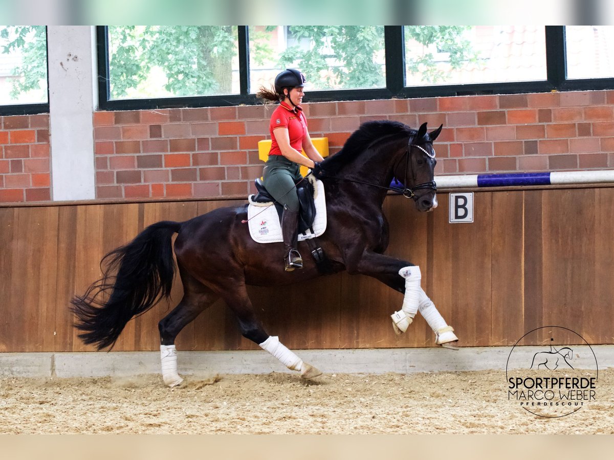 Koń hanowerski Wałach 4 lat 168 cm Ciemnogniada in Warendorf