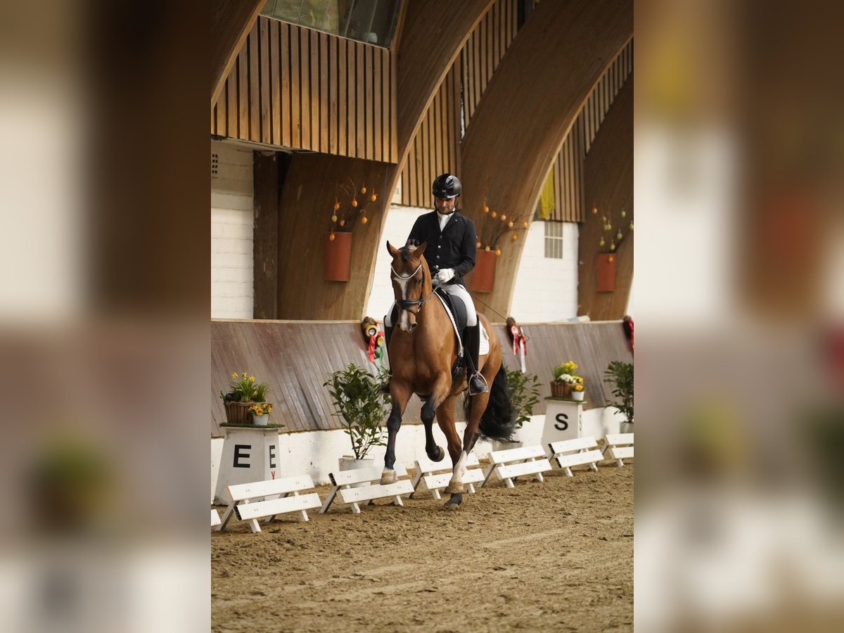Koń hanowerski Wałach 4 lat 168 cm Gniada in Dorsten
