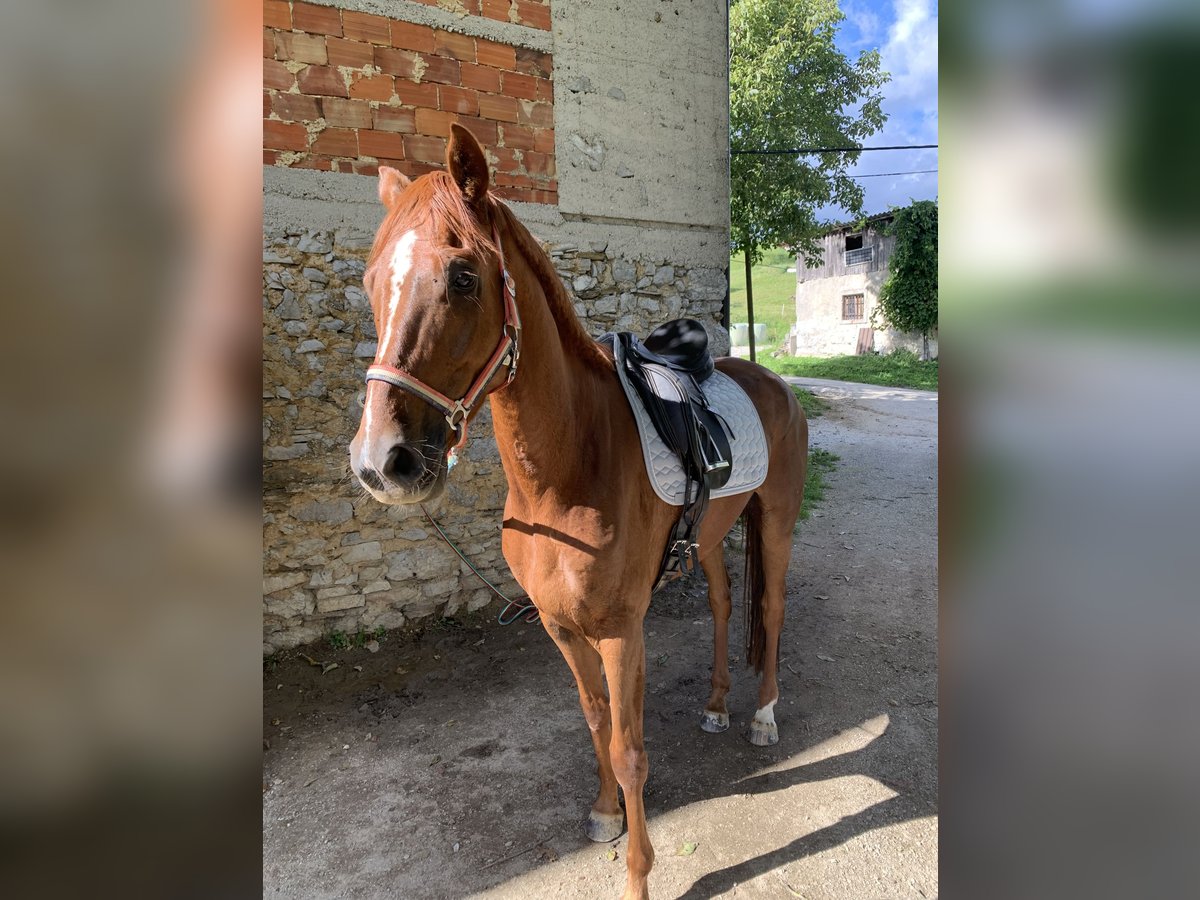 Koń hanowerski Wałach 4 lat 170 cm Ciemnokasztanowata in Tolmin