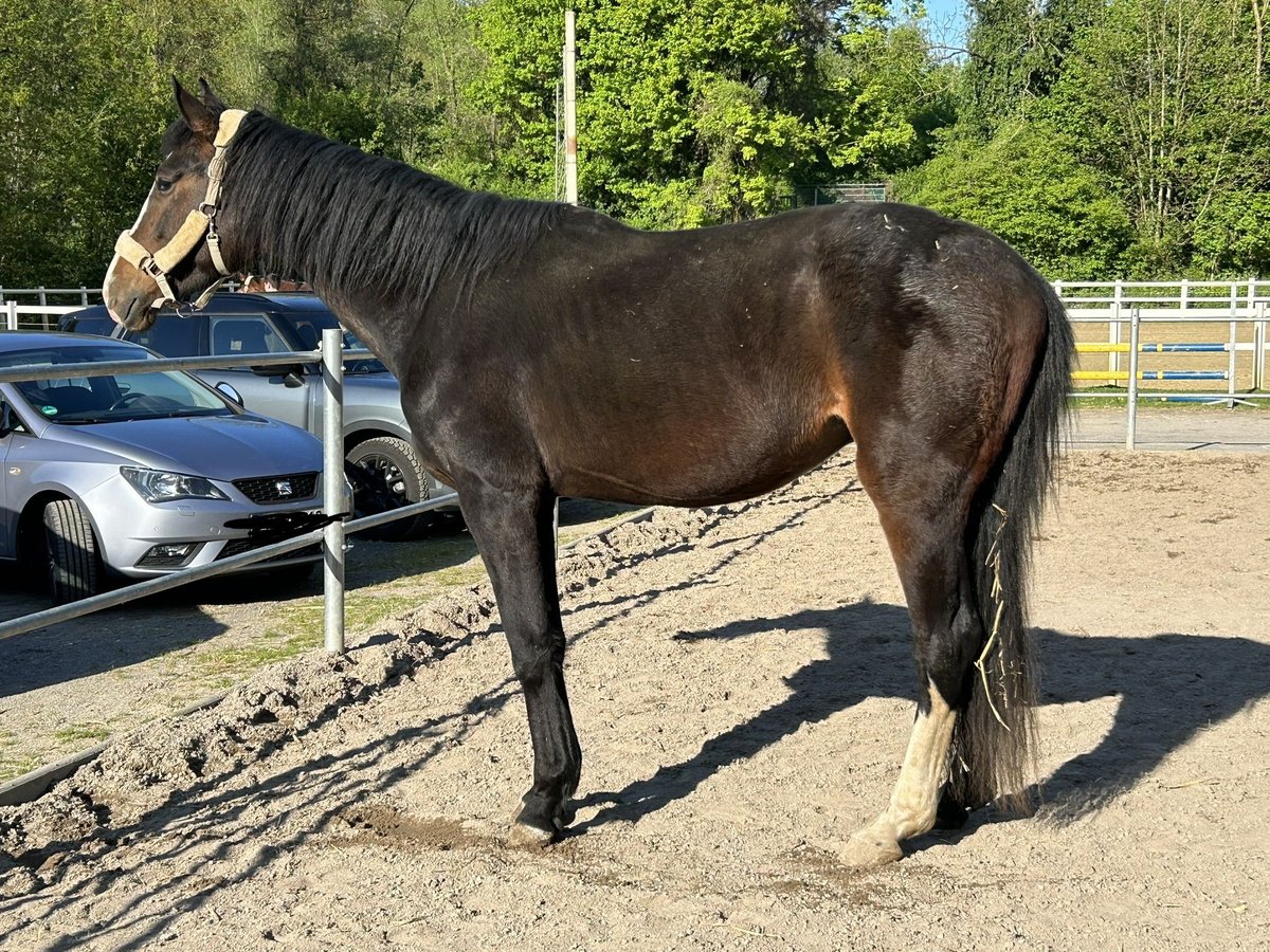 Koń hanowerski Wałach 4 lat 170 cm Gniada in Haan
