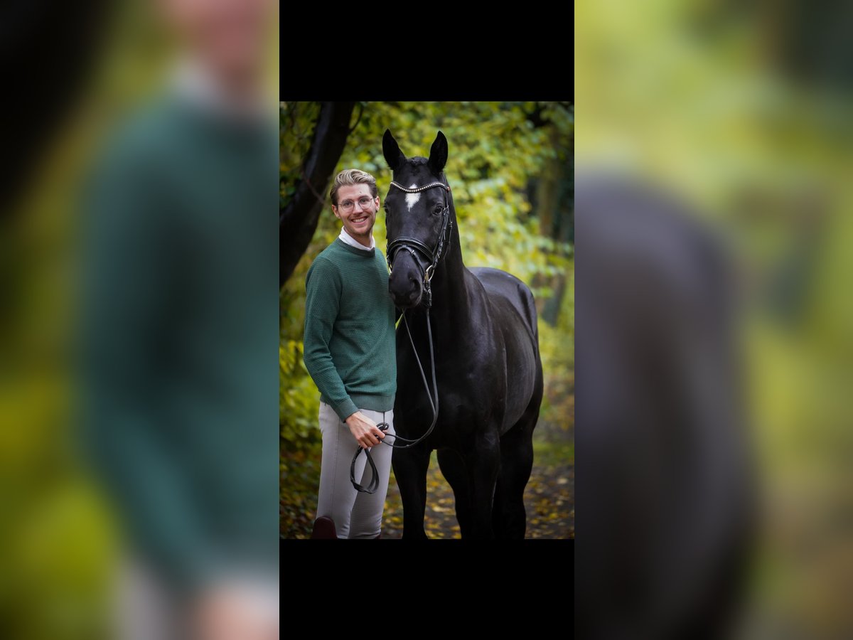 Koń hanowerski Wałach 4 lat 170 cm Kara in Aachen