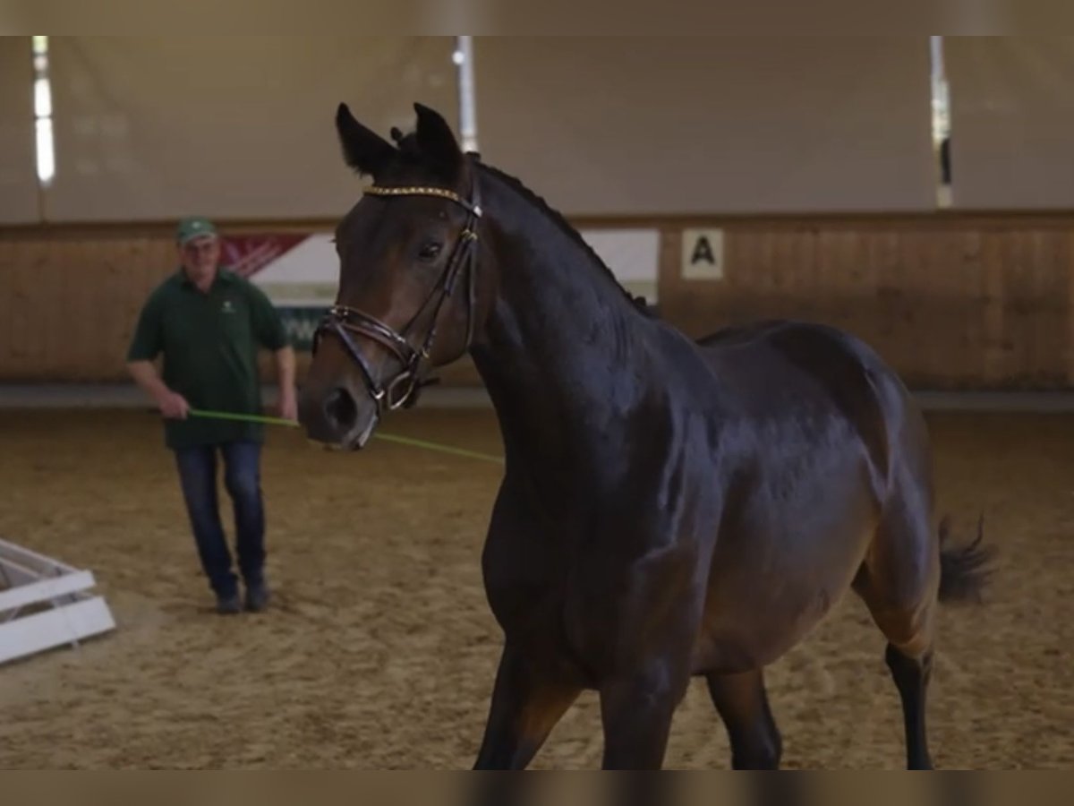 Koń hanowerski Wałach 4 lat 172 cm Ciemnogniada in Weil