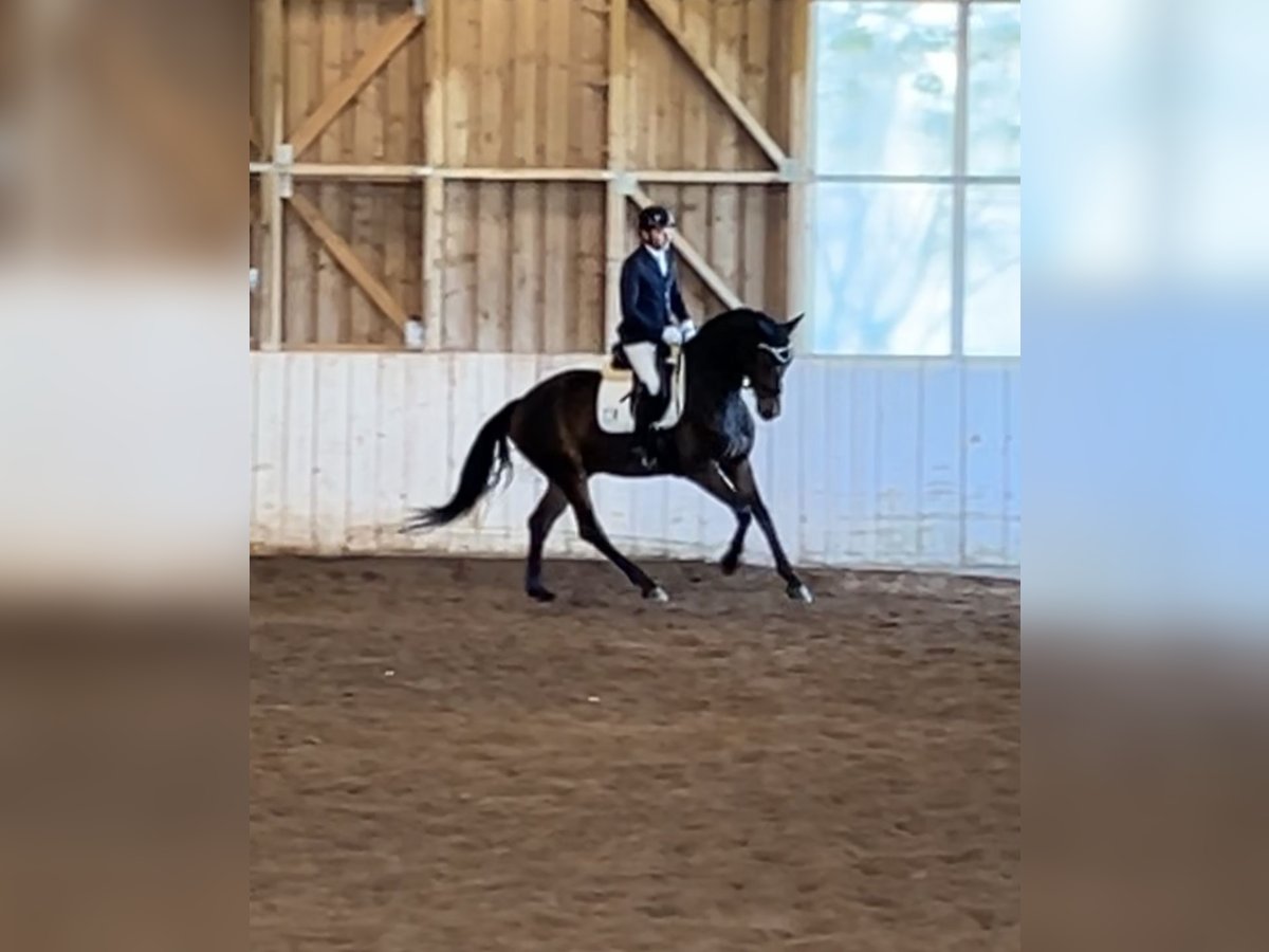 Koń hanowerski Wałach 4 lat 172 cm Ciemnogniada in Weil