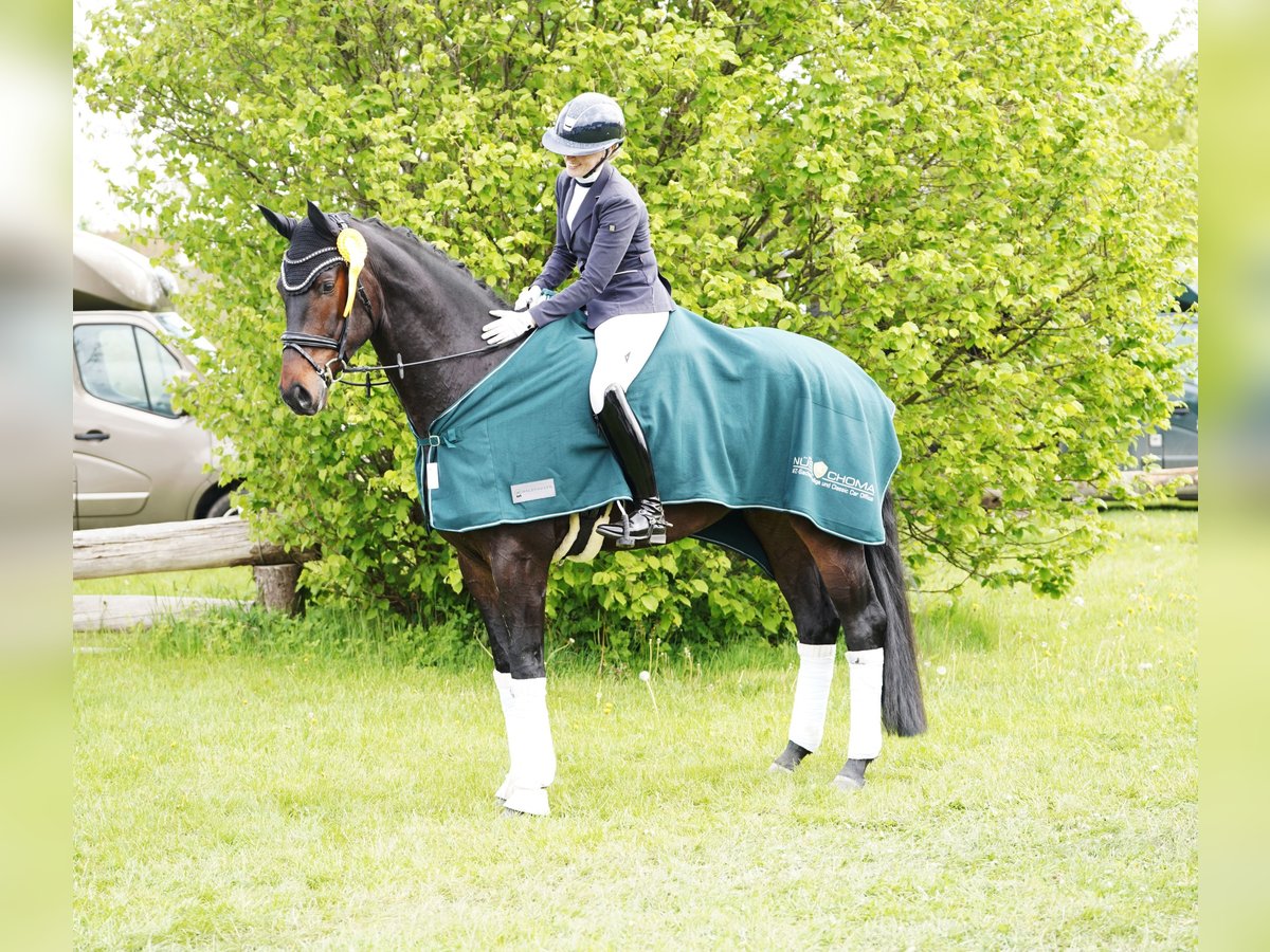 Koń hanowerski Wałach 4 lat 173 cm Ciemnogniada in Hohenfelde
