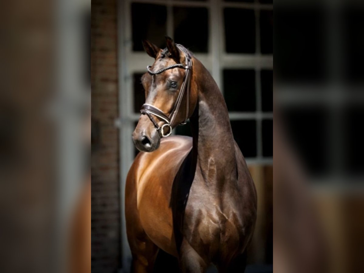 Koń hanowerski Wałach 4 lat 175 cm Ciemnogniada in Ennepetal