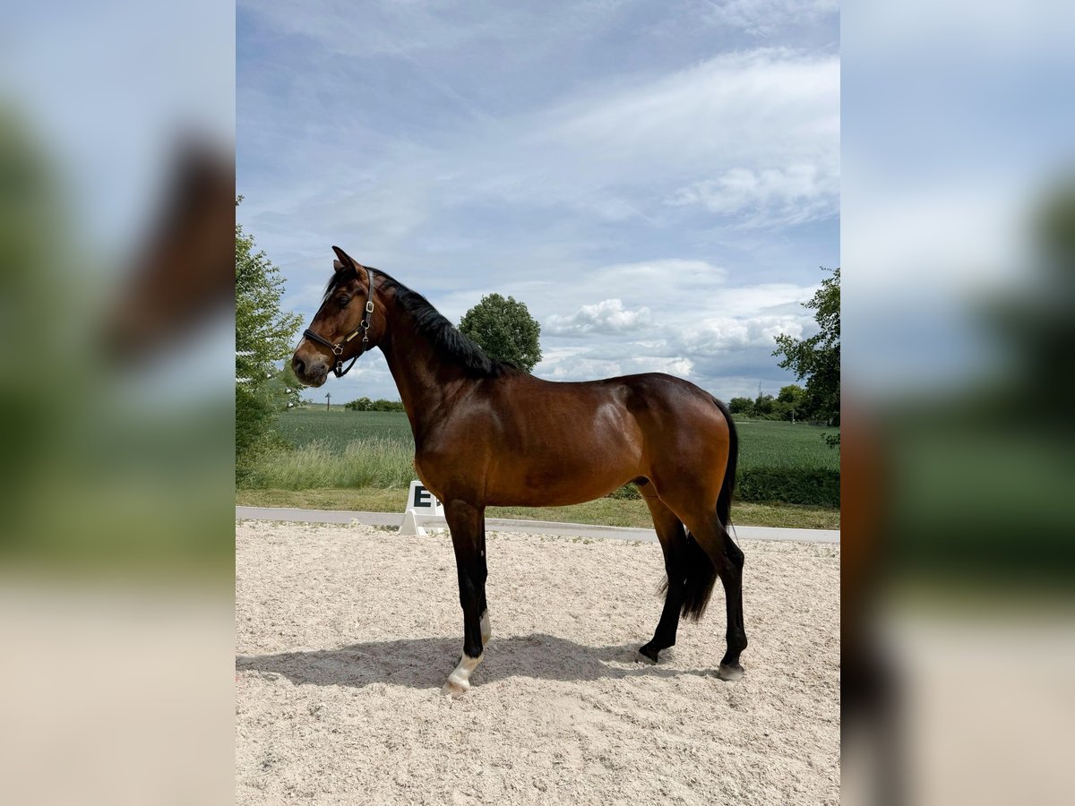 Koń hanowerski Wałach 4 lat 175 cm Gniada in Gro&#xDF;-Zimmern
