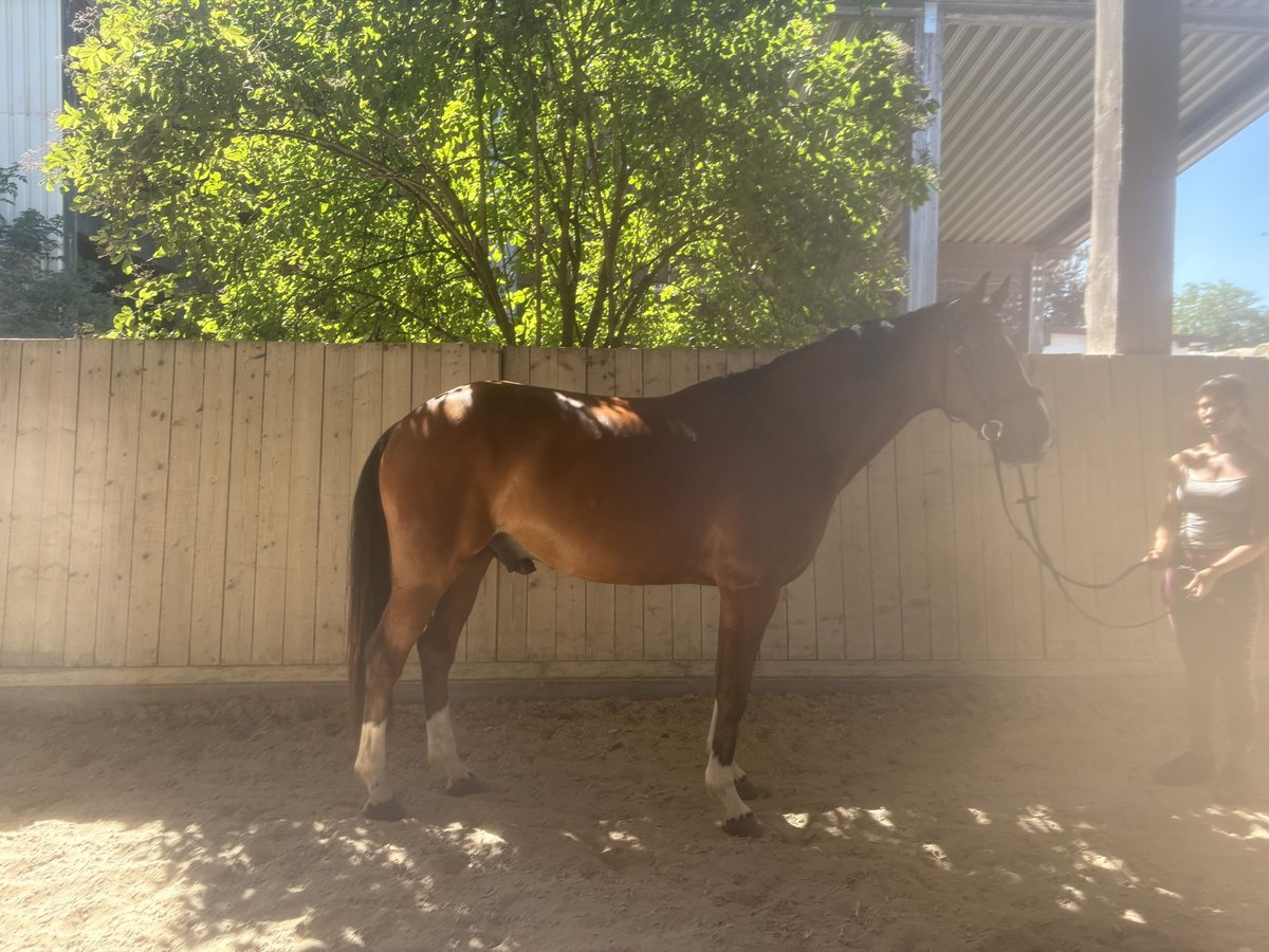 Koń hanowerski Wałach 5 lat 162 cm Jasnogniada in Langenselbold