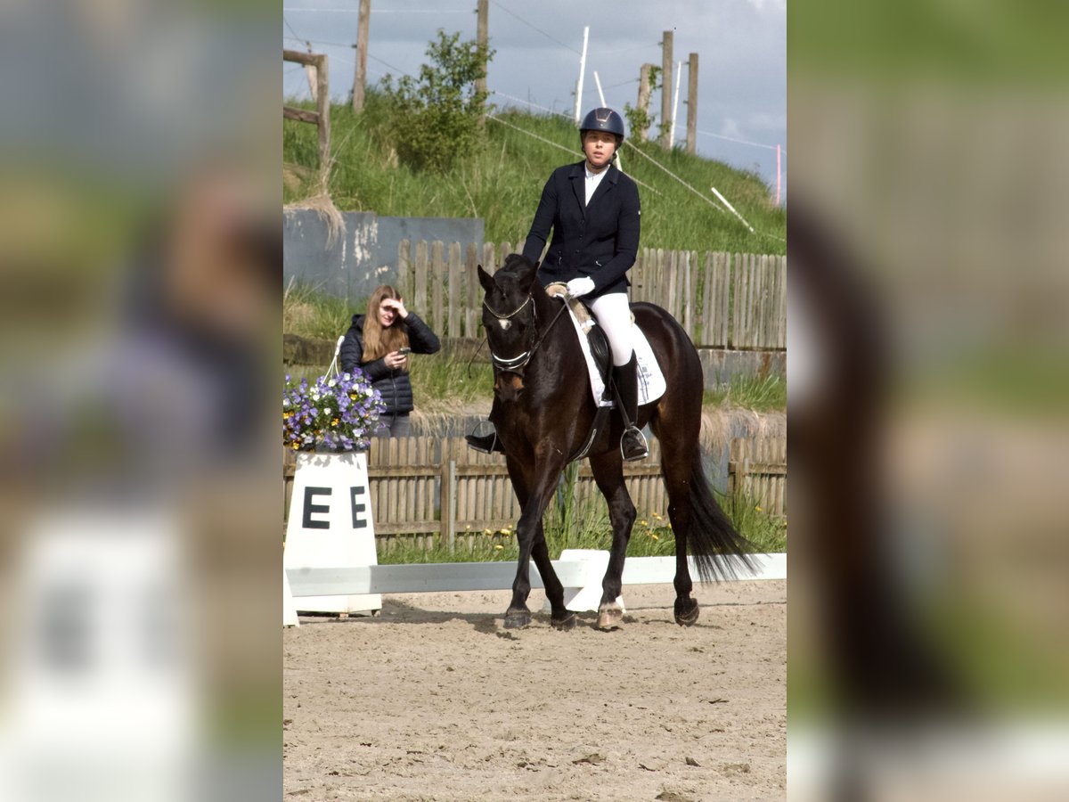 Koń hanowerski Wałach 5 lat 168 cm Ciemnogniada in Stafstedt