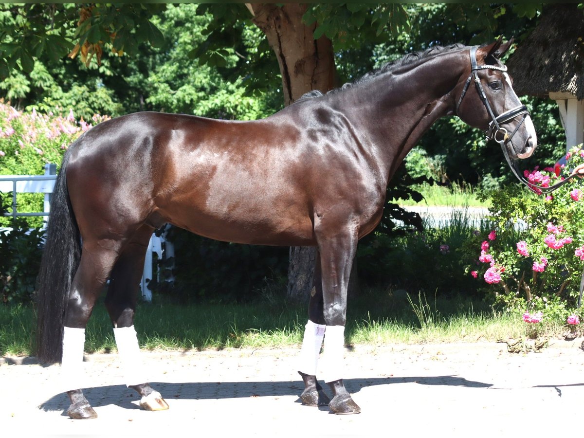 Koń hanowerski Wałach 5 lat 170 cm Kara in Selsingen