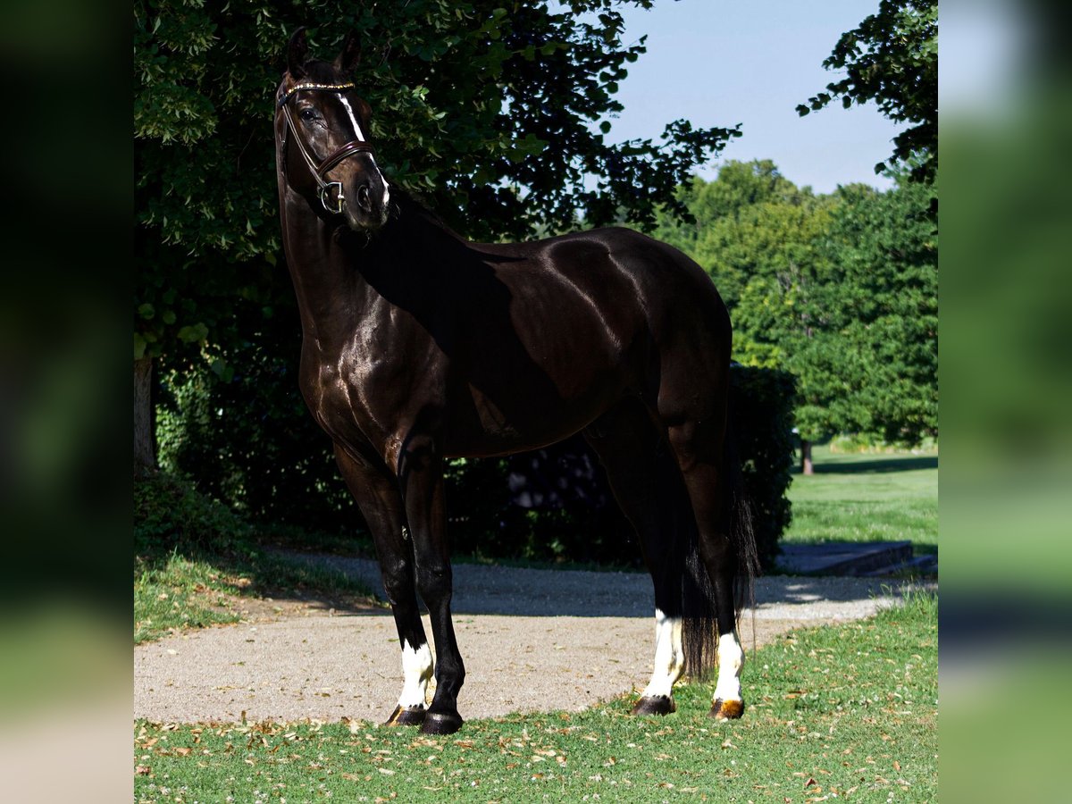Koń hanowerski Wałach 5 lat 174 cm Kara in Chieming