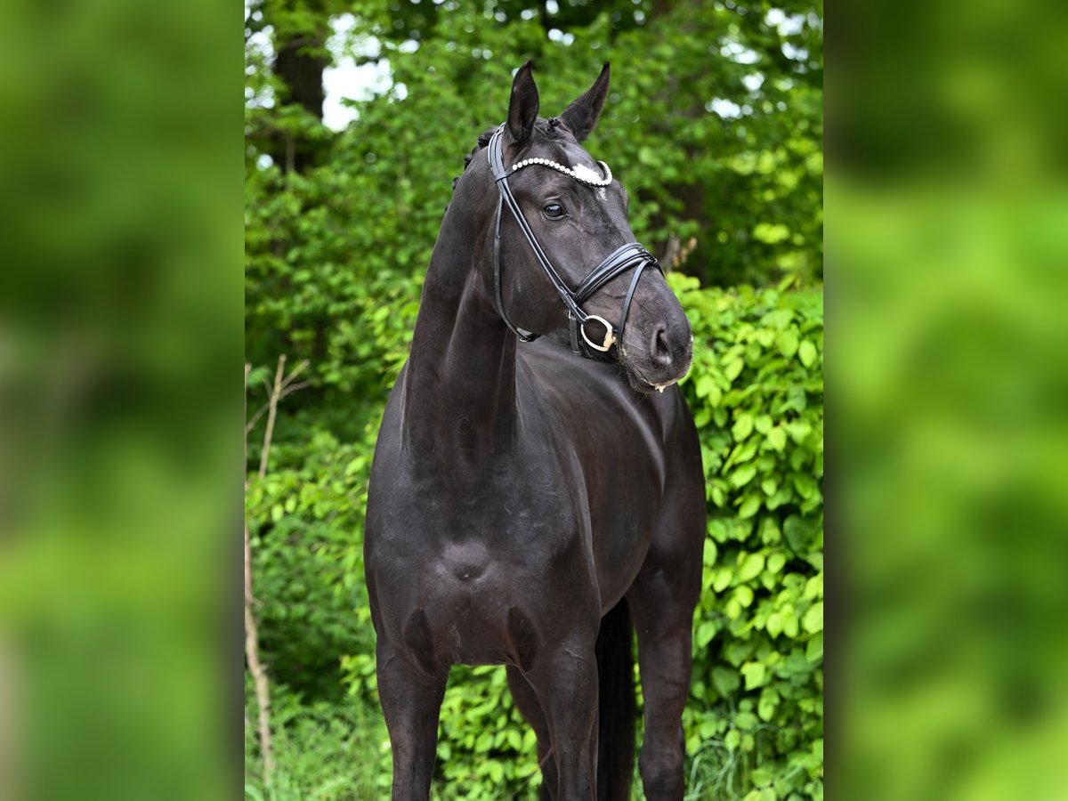 Koń hanowerski Wałach 5 lat 177 cm Kara in Ostrach