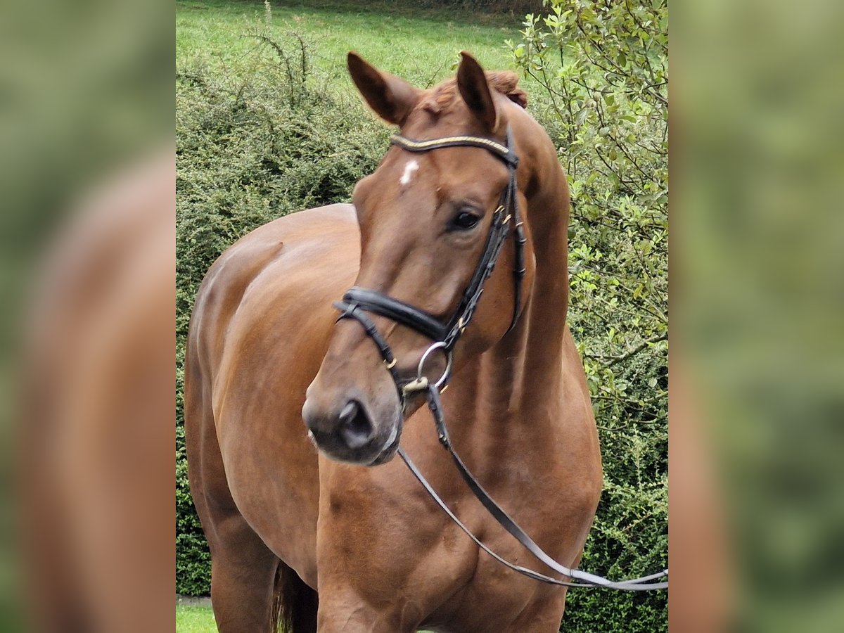 Koń hanowerski Wałach 5 lat 180 cm Kasztanowata in Ostercappeln