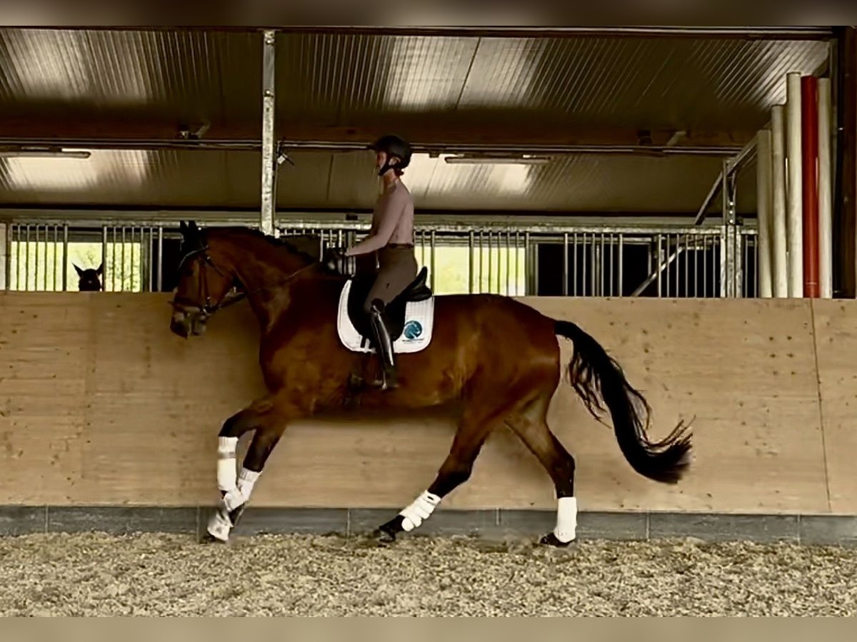 Koń hanowerski Wałach 5 lat 190 cm Gniada in Windesheim