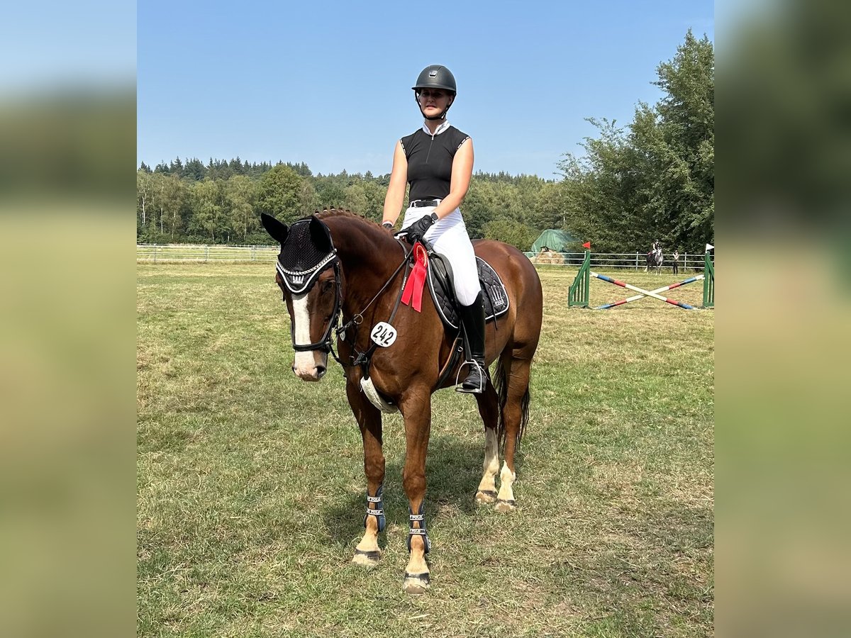 Koń hanowerski Wałach 6 lat 162 cm Kasztanowata in Syke