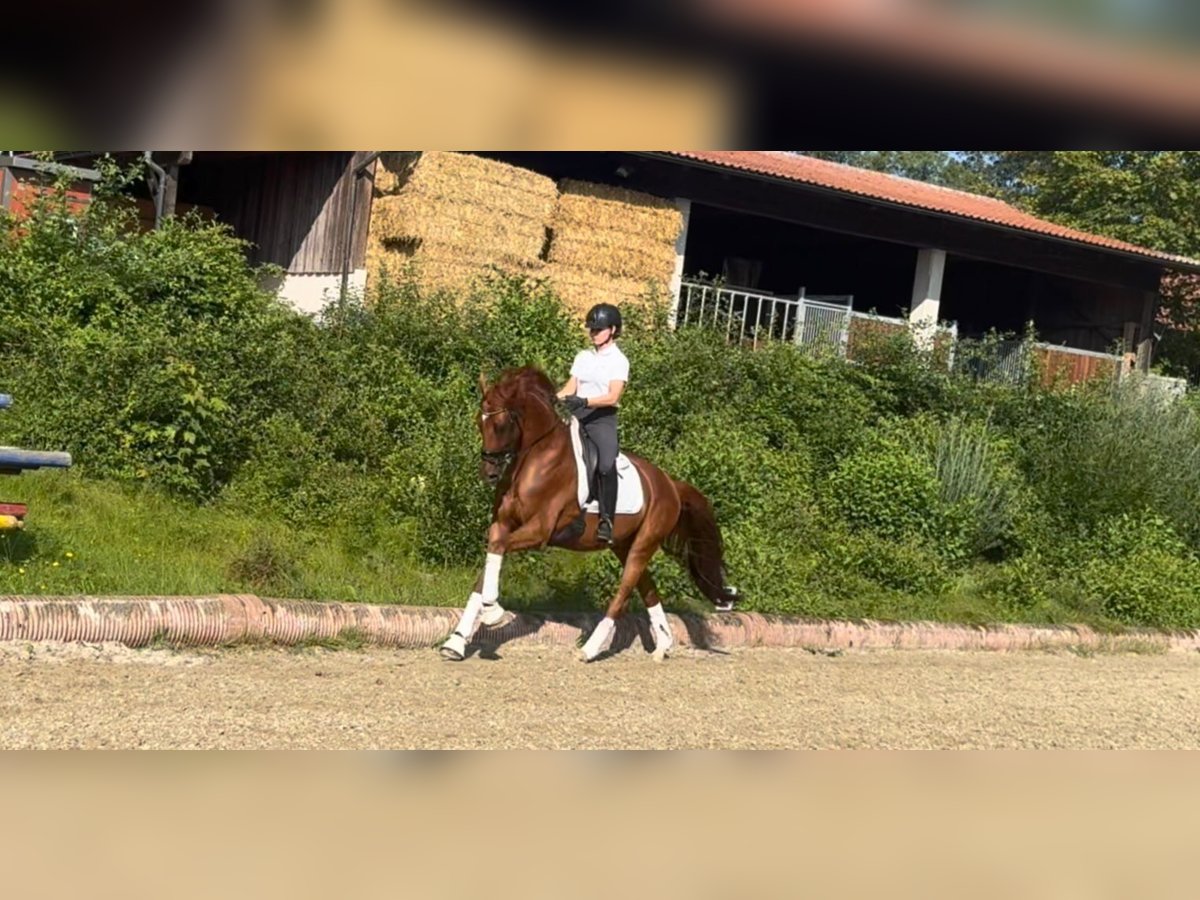 Koń hanowerski Wałach 6 lat 166 cm Kasztanowata in Mehrnbach