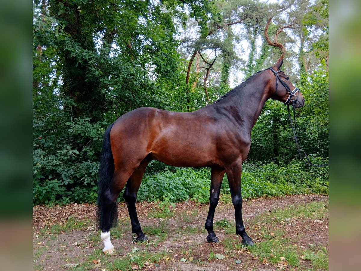 Koń hanowerski Wałach 6 lat 167 cm Ciemnogniada in Barenburg