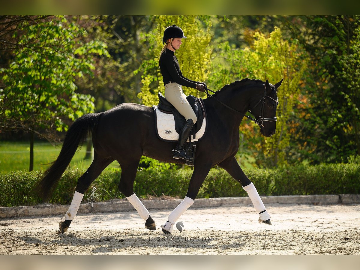 Koń hanowerski Wałach 6 lat 167 cm Kara in Kicin