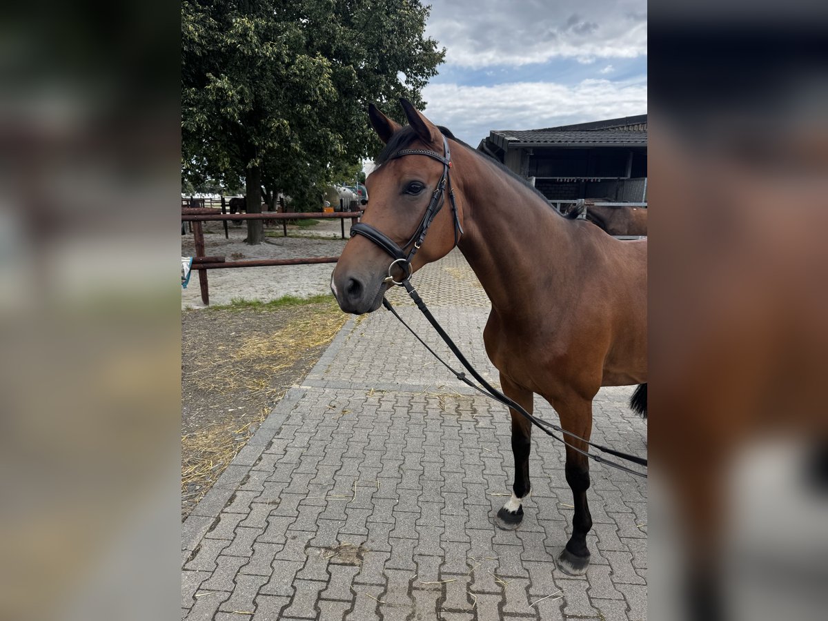 Koń hanowerski Wałach 6 lat 170 cm Gniada in Pulheim