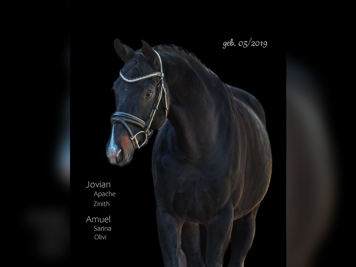 Koń hanowerski Wałach 6 lat 170 cm Skarogniada in Bodenkirchen