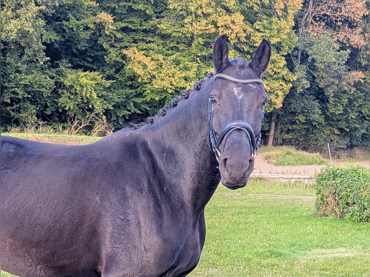 Koń hanowerski Wałach 6 lat 172 cm Skarogniada in Reinfeld (Holstein)