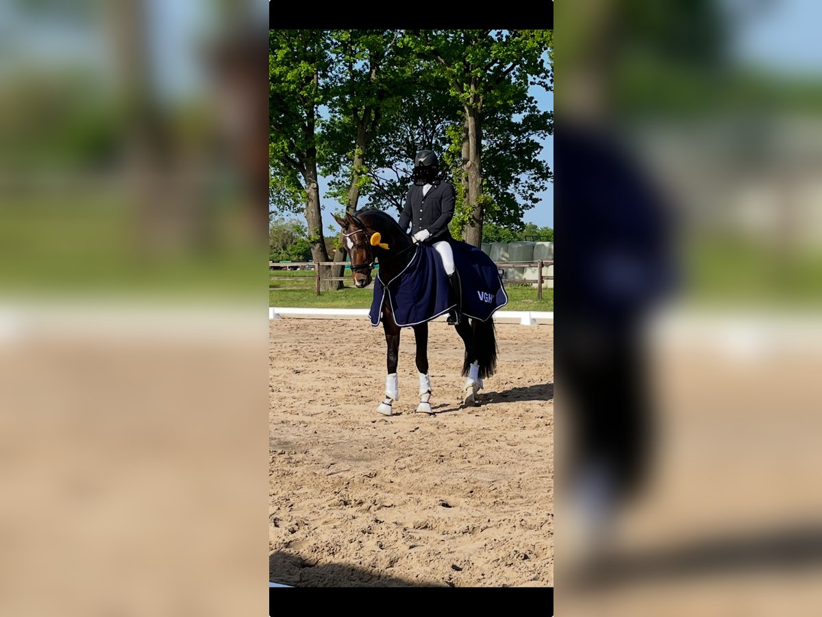 Koń hanowerski Wałach 6 lat 173 cm Ciemnogniada in KastorfRethwisch