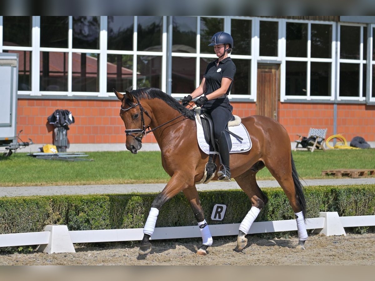 Koń hanowerski Wałach 6 lat 174 cm Gniada in Baldham