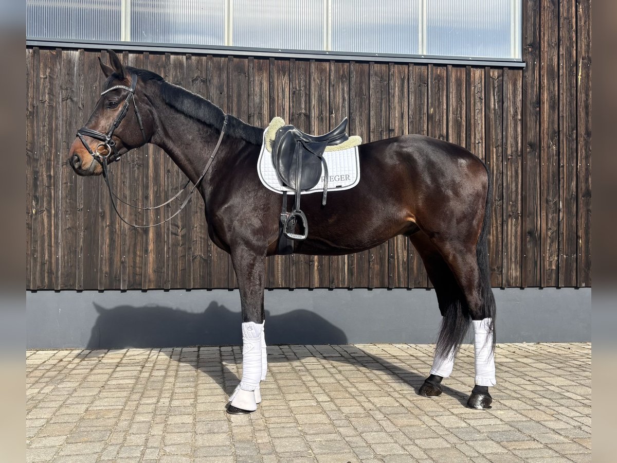 Koń hanowerski Wałach 6 lat 176 cm Skarogniada in Pilsach