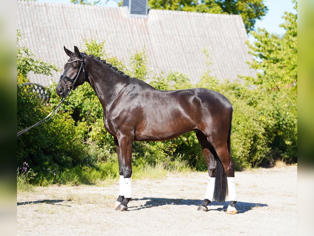 Koń hanowerski Wałach 6 lat 178 cm Kara in Hohenfelde