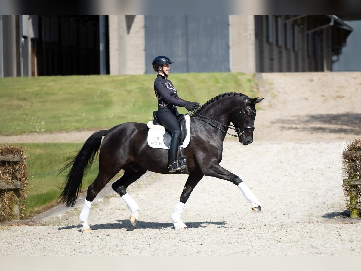 Koń hanowerski Wałach 7 lat 169 cm Kara in Randb&#xF8;l